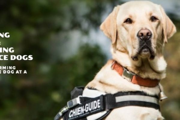 Training Service Dogs